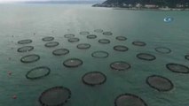 Avlanma Yasağı Nedeniyle Karadeniz'de Tezgahları Kafes Balıkları Dolduruyor