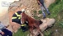 LiveLeak - Rescuing a Horse Stuck in a Hole
