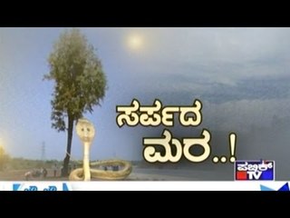 Public TV | Special Time: ಸರ್ಪದ ಮರ..! | March 16th, 2016