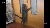 Funny, Clever Cats, Best76789789789n, Dog Tricks, Cat & Dogs