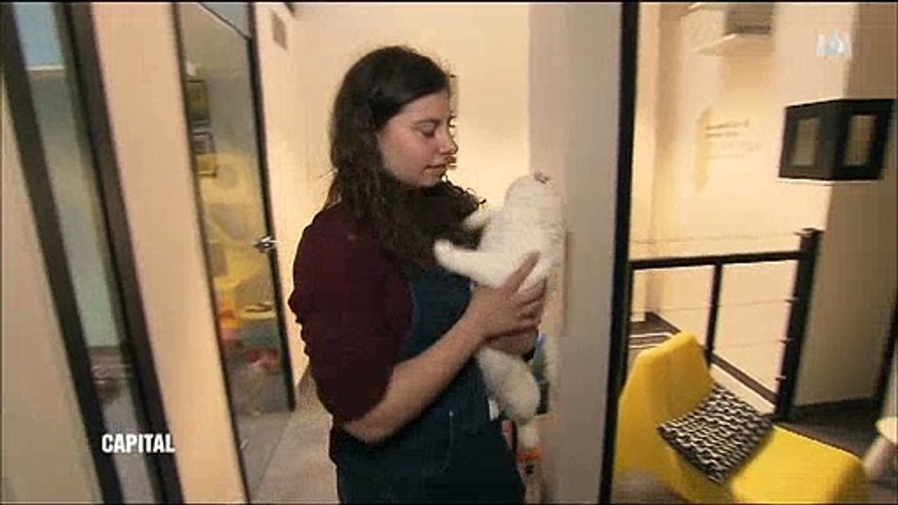 Un hôtel de luxe pour chats facturé... 760 euros pour 3 semaines ! Regardez