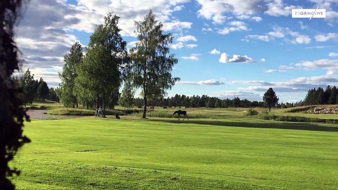 Un golfeur poursuivi par un élan en Suède