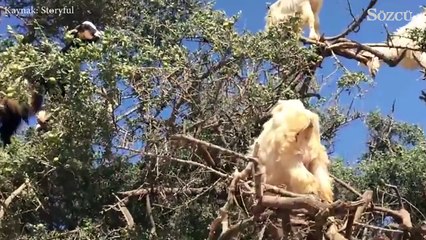 Bu ağacın meyveleri diğerlerine pek benzemiyor!