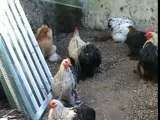 Gallinas