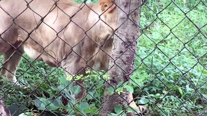 Lion 2017 DOCUMENTARY FASCINATING LIONS ENGLISH #192