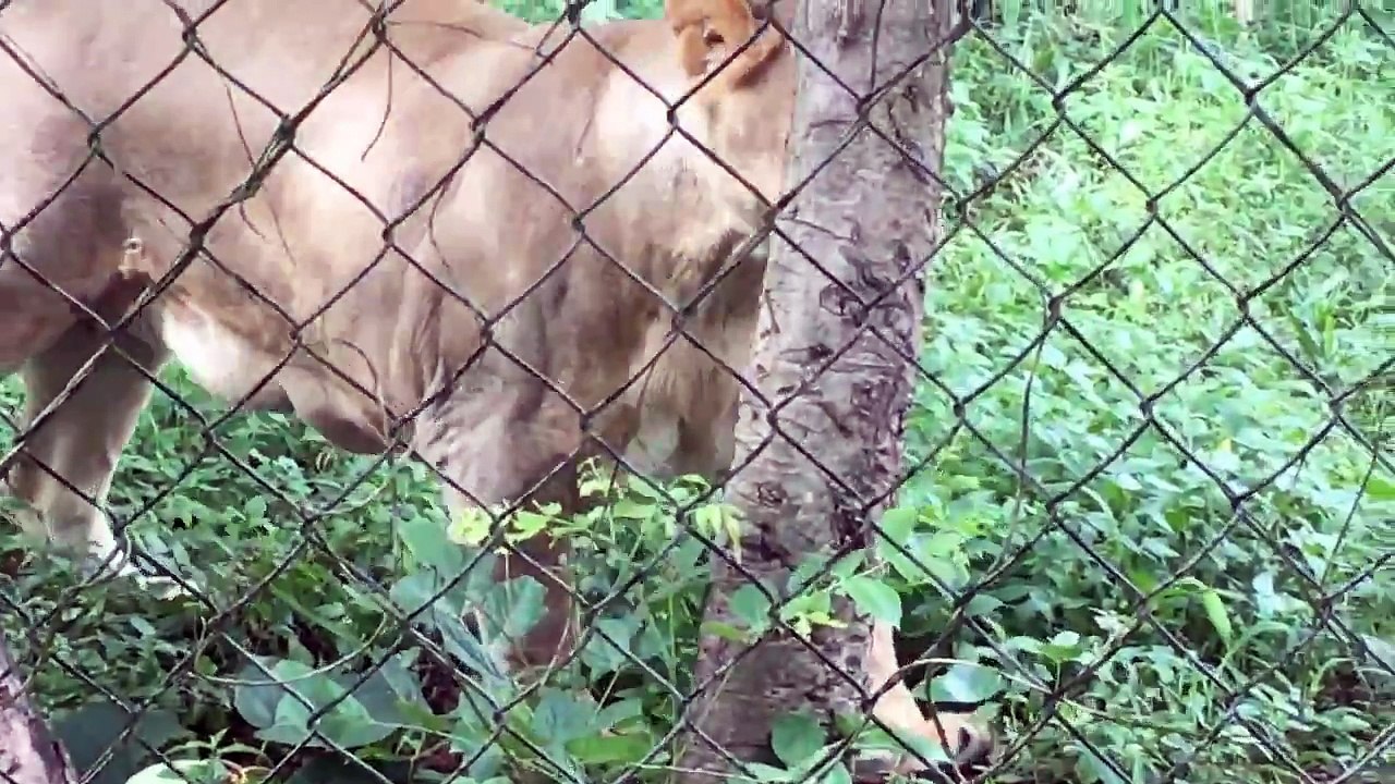 Lion 2017 DOCUMENTARY FASCINATING LIONS ENGLISH #192