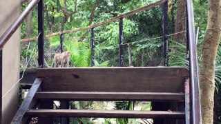 Monkeys Funny Group 2017 & Monkey Eating Some Food 2017 #190