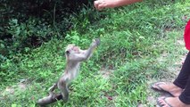 MONKEYS Funny Monkey Videos Funny Pets 2017 #186