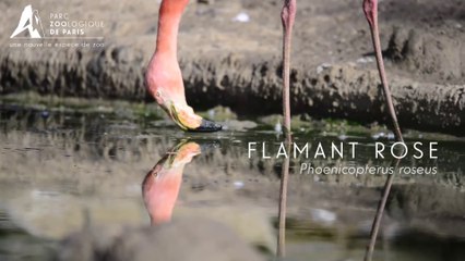 Le groupe de Flamants roses