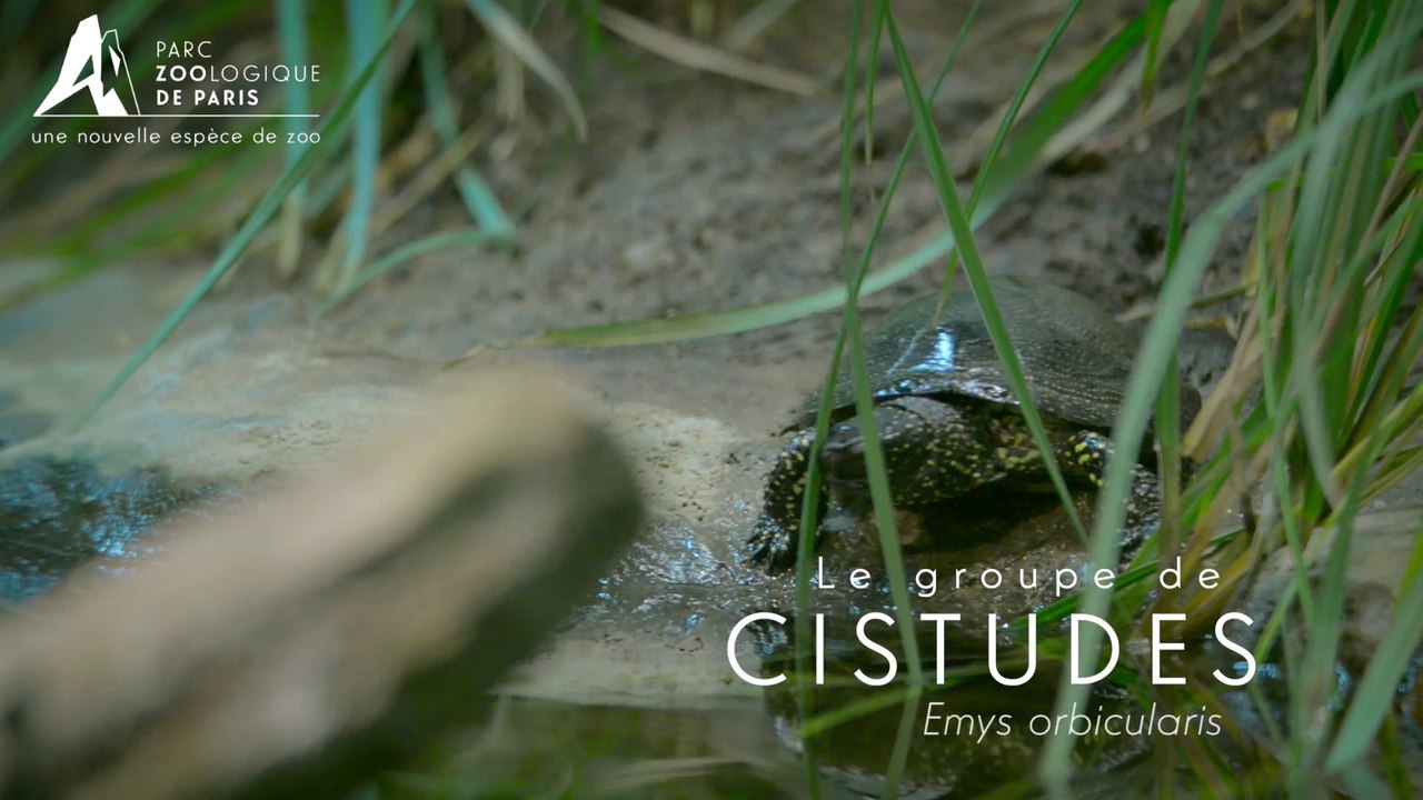 Groupe de Cistudes