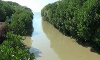 Objek Wisata Hutan Mangrove di Brebes Jadi Primadona