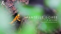Le groupe des Mantelles dorées