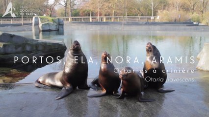 Naissance de Quatre Otaries à l'Oceanogràfic de Valence