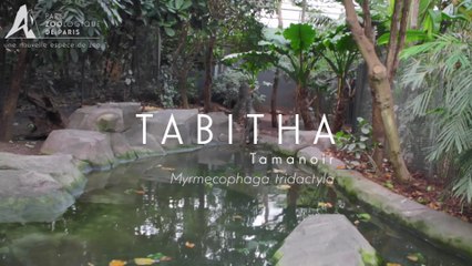 Tabitha,Tamanoir
