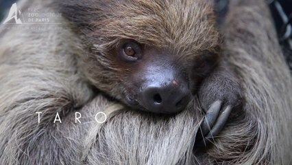 Taro, la femelle Paresseux