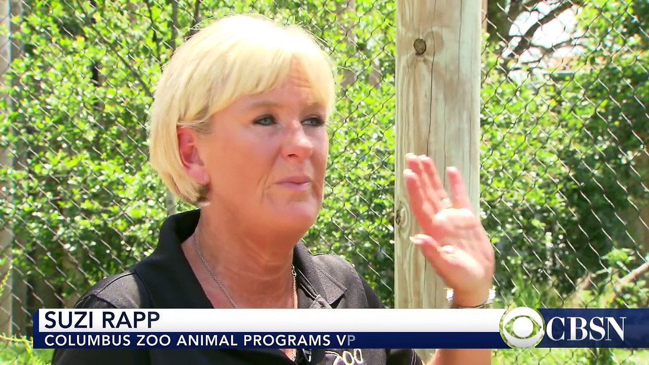 why-are-there-labrador-retrievers-in-this-zoos-cheetah-exhibit