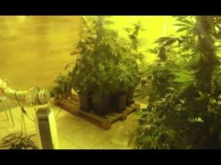 Pordenone - 18 chili di marijuana sequestrati in una villetta privata (03.07.17)