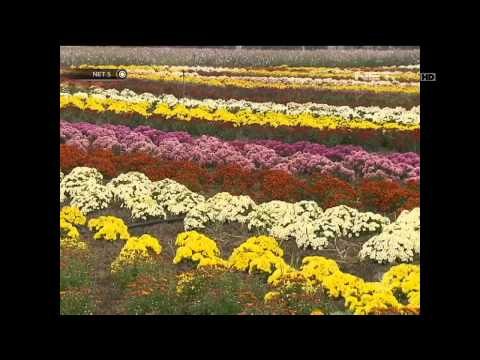 Hamparan bunga krisan meriahkan festival musim gugur Cina - NET5