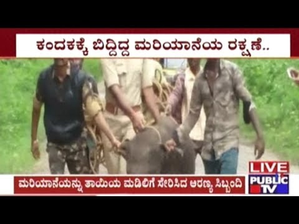 Madikeri : Baby Elephant Which Fell Into Trench Rescued By Forest Officials