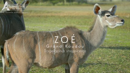 Zoé, Koudou