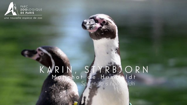 Le couple de Manchots de Humboldt