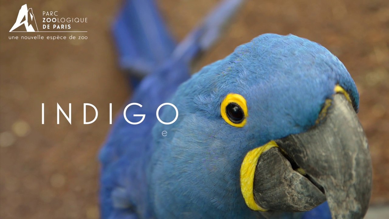Indigo, Ara Hyacinthe