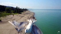 Seagull narrowly avoids getting hit by drone in Russia