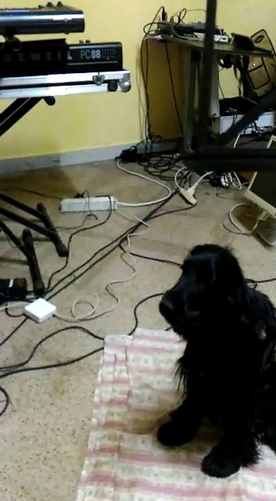 Dogs