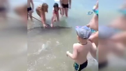 Timsahına Tasma Takıp Denizde Gezdiren Şahıs Tutuklandı