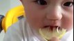 cute baby eating lemon