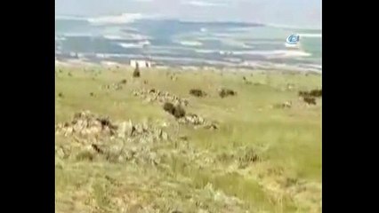 Gündüz vakti domuzlar köye akın etti