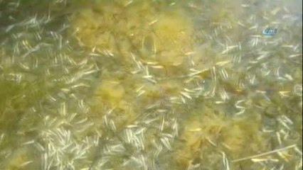 Yüzlerce Tatlı Su Kefali Yavrusu Telef Oldu