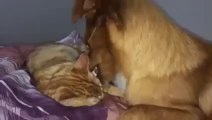 Funny Cats Video - Cat and Dog - True Love