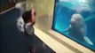 Funny Dolphins Compilation _ Dolphins are one of the smartest animals