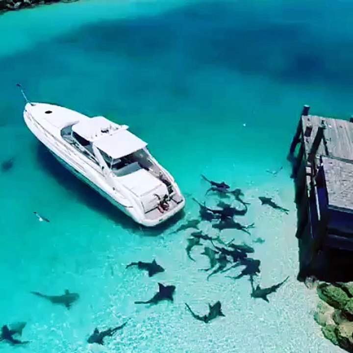 yachts