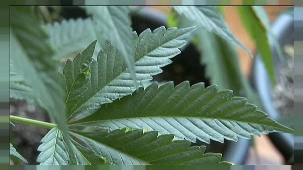 Los fantasmas de la "revolución del cannabis" en Uruguay