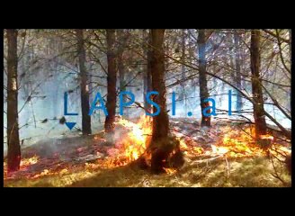 Digjet pylli me pisha ne Lekas te Lushnjes.