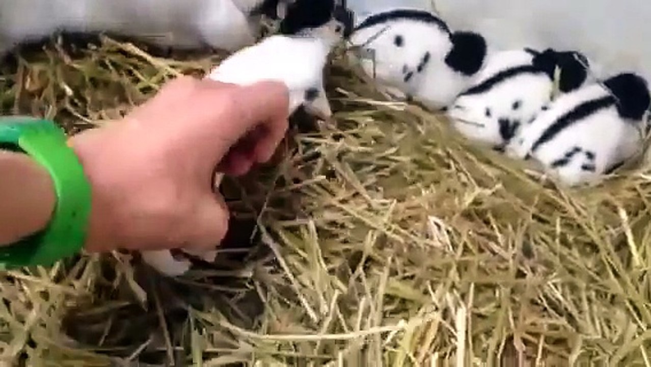 Lun course course élevage de lapin géant papillon francais pur