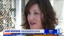 Surveillance Video Shows Coyote Attacking Dog at California Home