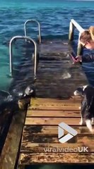 Cette otarie veut jouer avec un chien !