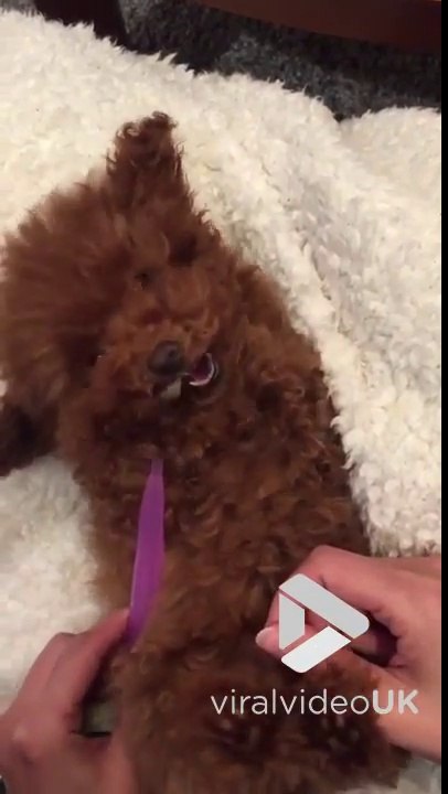 Trop mignon ce chiot qui se brosse les dents !