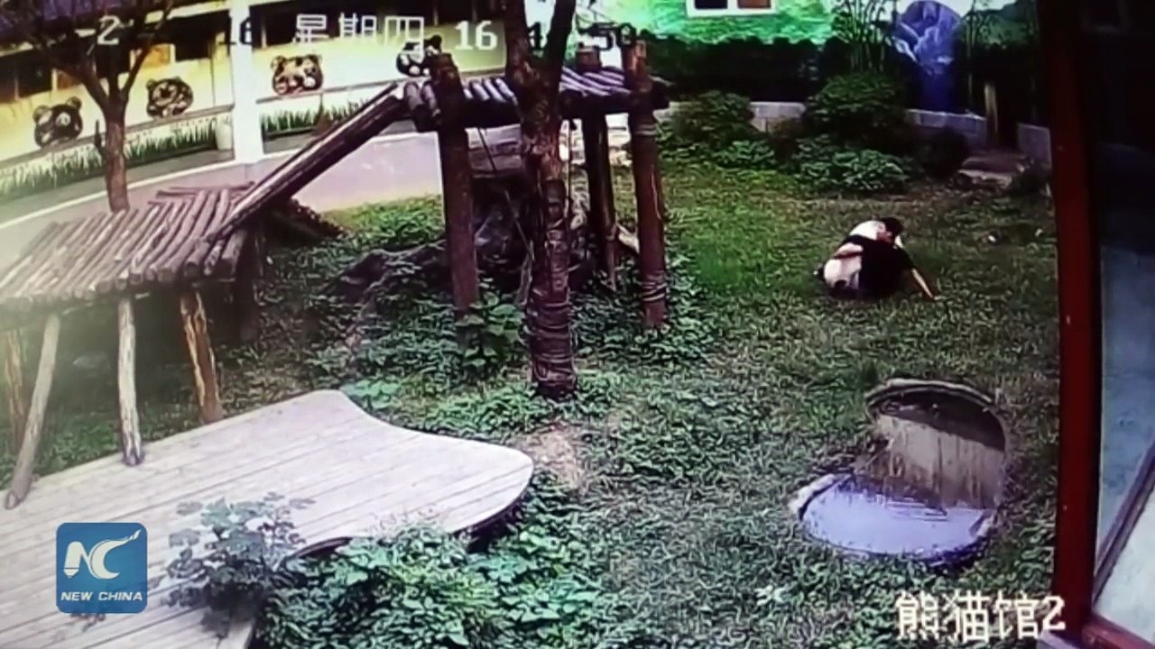 Ce panda géant attaque un homme introduit dans son enclos !