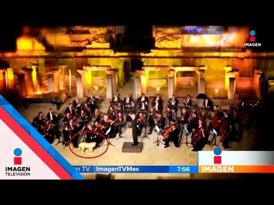 Perro se une a orquesta sinfónica ¡en pleno concierto! | Noticias con Francisco Zea