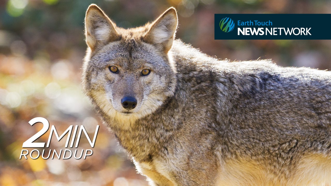 Elephants poached, wolf foster parents & an update on ‘Spunky’ the hawk