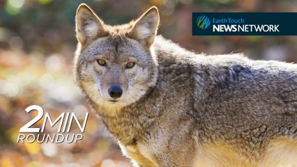 Elephants poached, wolf foster parents & an update on ‘Spunky’ the hawk