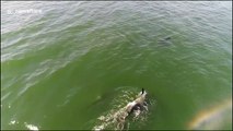 Drone captures killer whales swimming close to filmer's home