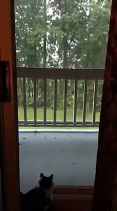 Le maître filme son chat qui regarde l'orage. Mais il ignore qu'il va filmer le moment où la foudre va frapper sa maiso