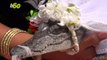 Mayor of Mexican Town 'Marries' Alligator