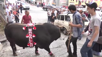 Şampiyon Boğalar Artvin Caddelerinde Yürüdü