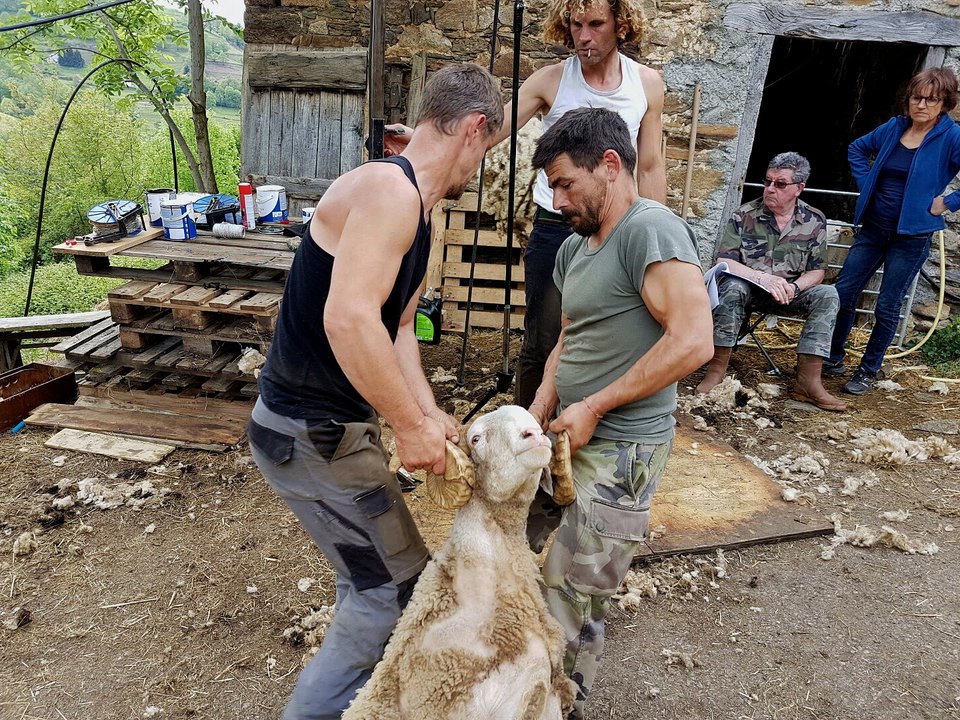 la tonte des brebis